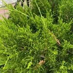Juniperus sabina Blad