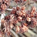 Sedum spectabile Frutto