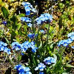 Myosotis sylvatica Habitus