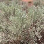 Artemisia filifolia Leaf