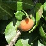 Garcinia livingstonei Fruit