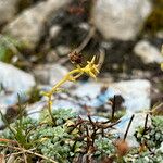 Saxifraga caesia Mbuma