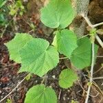 Abutilon mauritianum 葉
