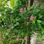 Fuchsia arborescens Otro