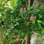 Fuchsia arborescens Kita