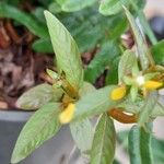 Ludwigia erecta Leaf