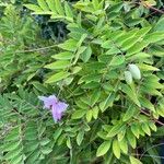 Indigofera decora Folha