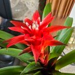 Guzmania lingulata