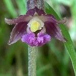 Epipactis atrorubens Blomma