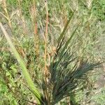 Themeda quadrivalvis Leaf