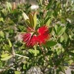 Araucaria angustifolia Blodyn