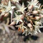 Crassula arborescensVirág