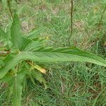 Rumex abyssinicus Hoja