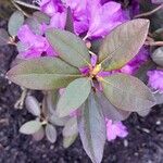 Rhododendron lapponicum পাতা