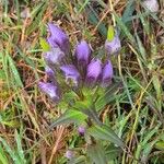 Gentianella germanicaŽiedas