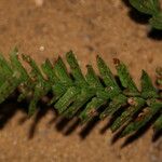 Triplophyllum securidiforme पत्ता