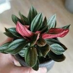 Peperomia caperata Blatt