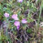 Agalinis purpurea Blüte