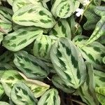Maranta cristata Flor