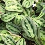 Maranta cristata