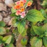 Lantana × strigocamara 花