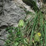 Crepis albida Flower