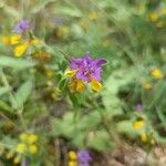 Melampyrum subalpinum Квітка