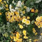 Chrysanthemum indicum Fleur