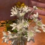 Pseudognaphalium californicum Blomst