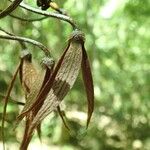 Goniothalamus dumontetii Flor