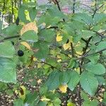 Cotoneaster acutifolius Foglia