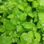 Origanum majorana पत्ता