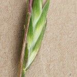 Bromus catharticus Fruit