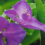 Tradescantia virginiana Flower