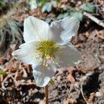 Helleborus nigerFlower