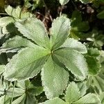 Potentilla valderia Leaf