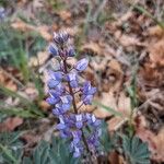 Lupinus perennis Flower