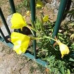 Oenothera glaziovianaFloare