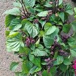 Salvia splendens പുഷ്പം