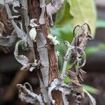 Salvia apiana Bark