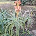 Aloe arborescensBloem