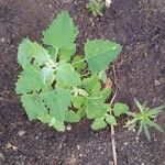 Chenopodium quinoa Лист