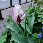 Tulipa spp. Fiore