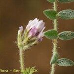 Astragalus stella മറ്റ്