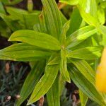 Lilium bulbiferum Leaf