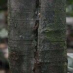 Vouacapoua americana Bark