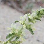 Stachys maritima Other