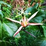 Passiflora cinnabarina Květ