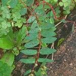 Euphorbia hyssopifolia Blatt