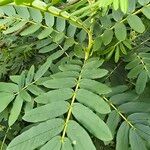 Senna multiglandulosa Лист